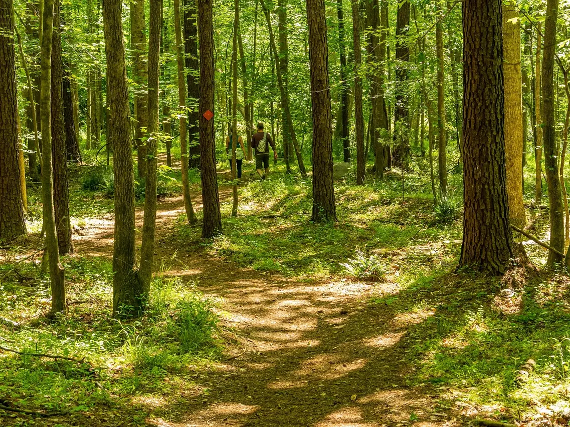 state-forest-hiking