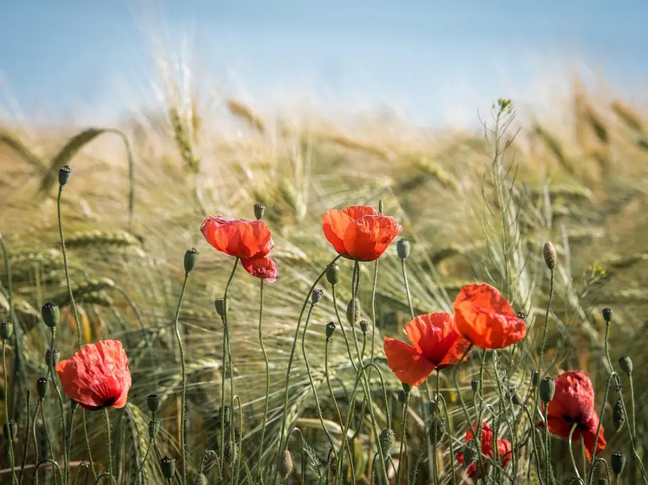 Balade commentée nature et histoire