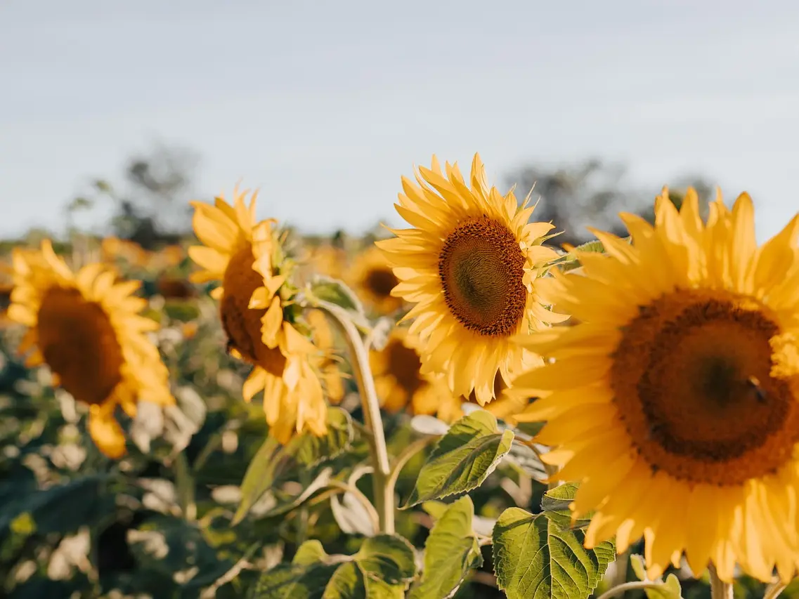 sunflowers