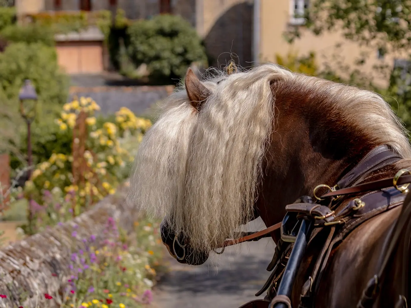 balade en calèche à Lassay les Châteaux
