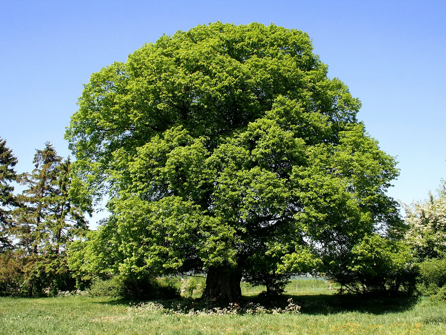 Arbre