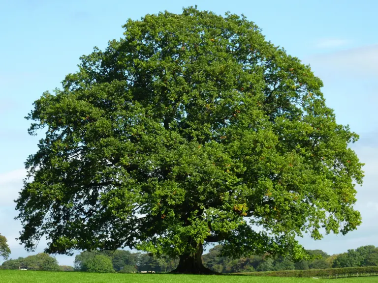 Arbre