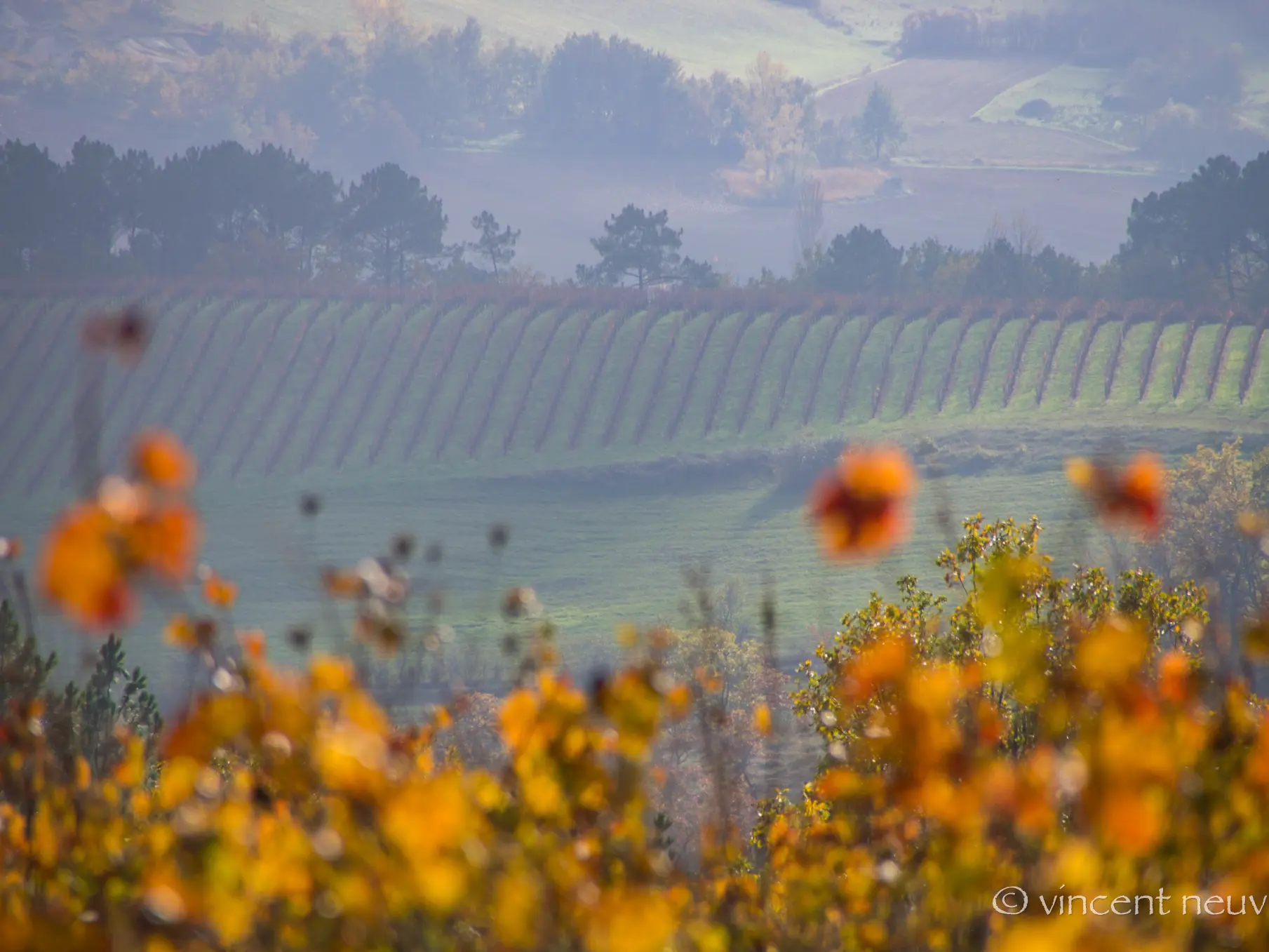 Paysage Vignes