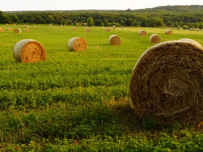 Prairies