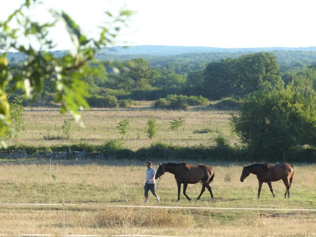 domaine-de-mons-pension-chevaux-07