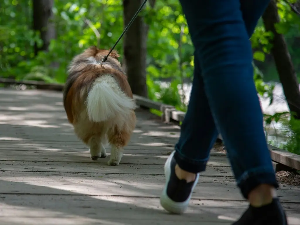 Promenade chien