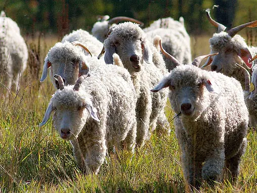 troupeau chèvres Angora