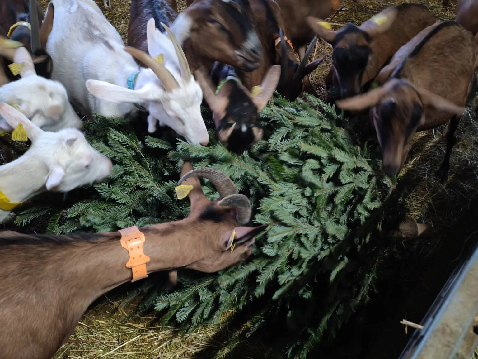 Gaec du Point Sublime