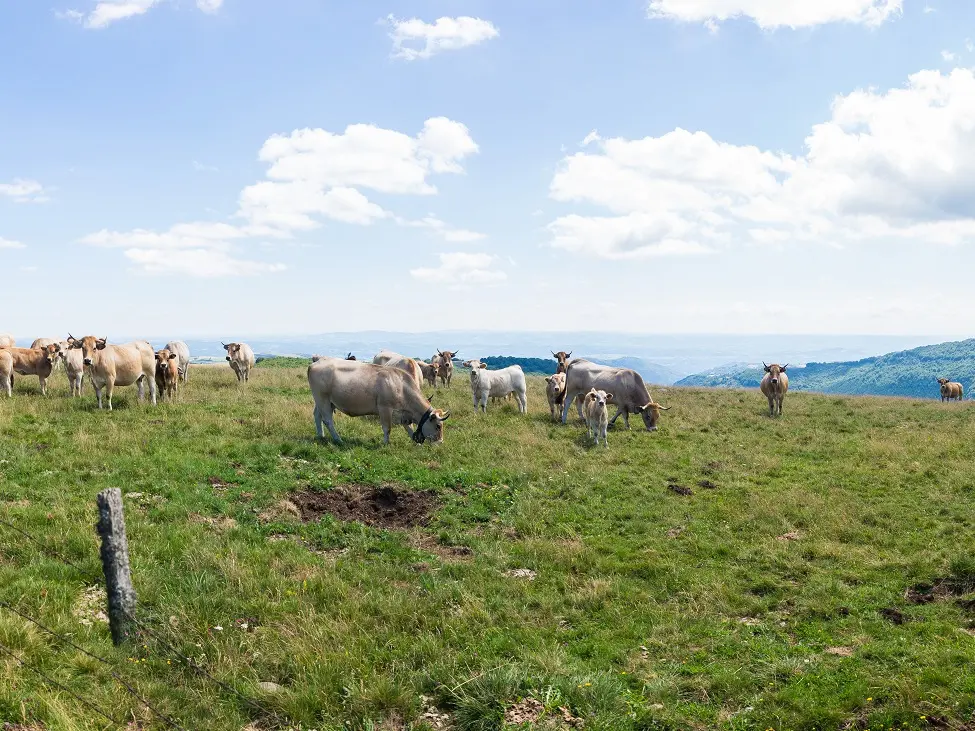 Un troupeau d'aubracs pâturant dans les estives_1