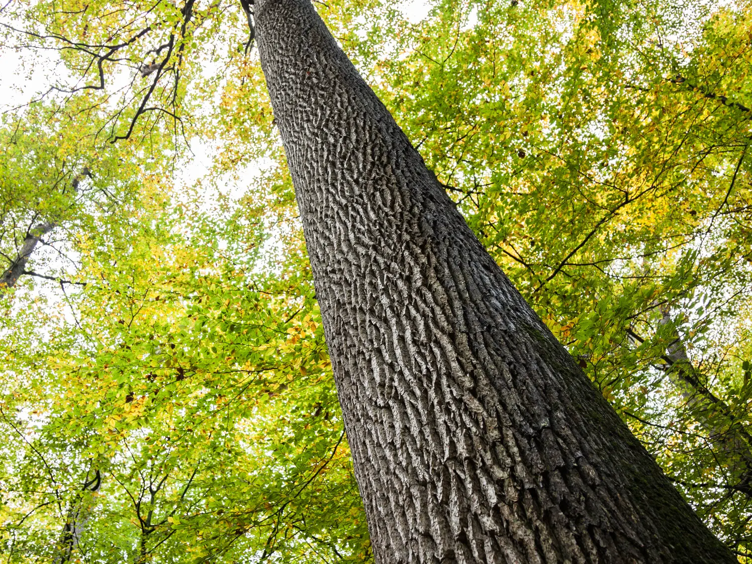 _MG_8330