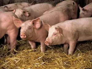 DEG49-ferme-vigneau