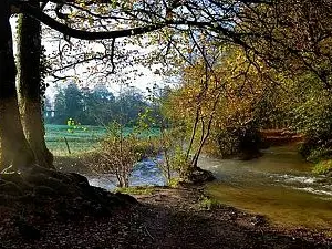 La lucerne d'Outremer