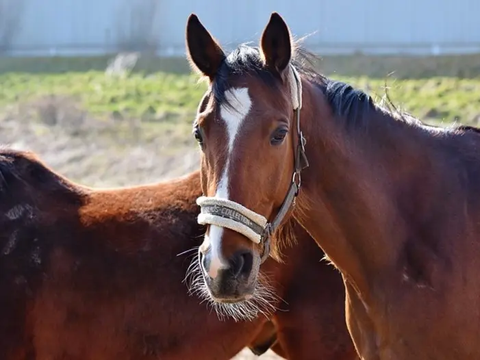 hauteville-la-guichard-centre-equestre-les-tancrede-1