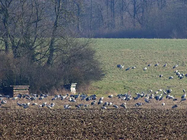 Ferme aux Grues - vue sur les affûts