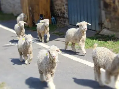 Chêvres angoras à l'asinerie du bois gamats