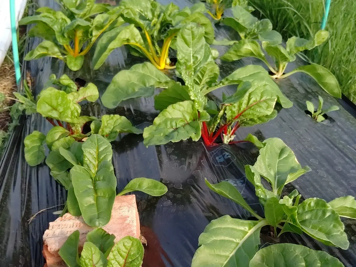 maraicher à St Léger