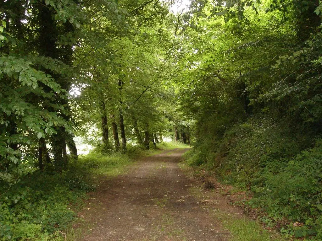 Forêt - Hennebont - Morbihan Bretagne sud