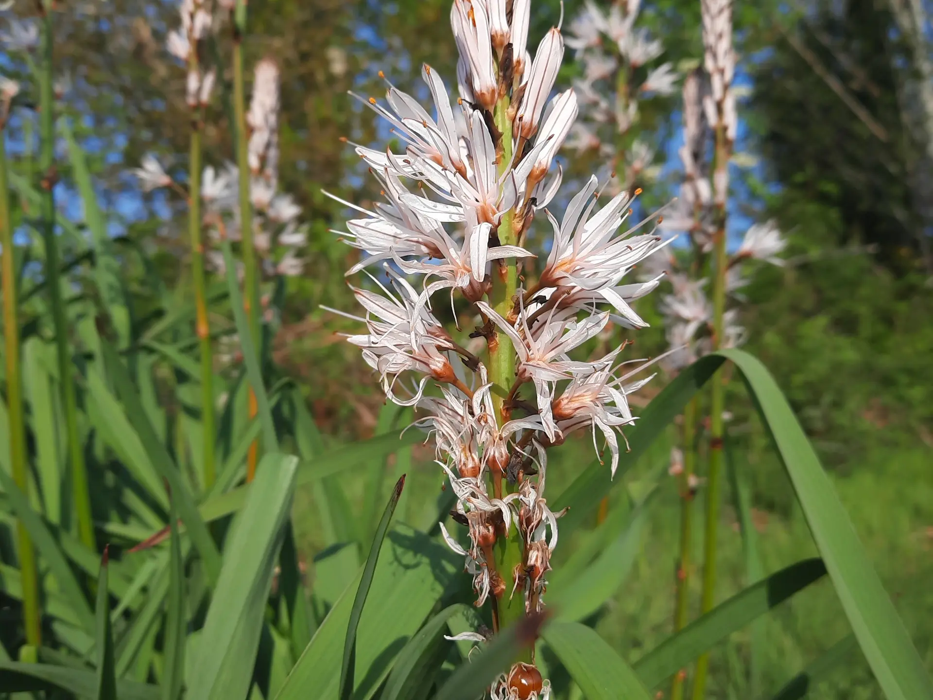 Asphodeles©Sarah_Bourveau