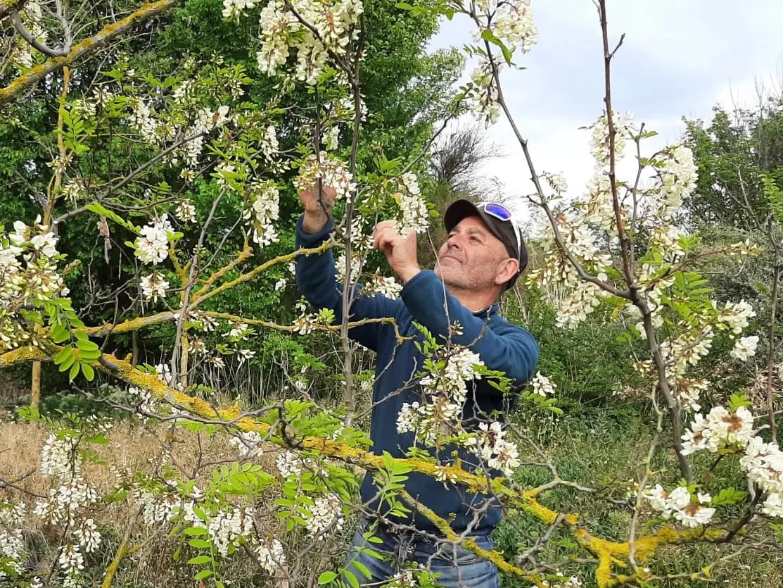 Robin des Fleurs