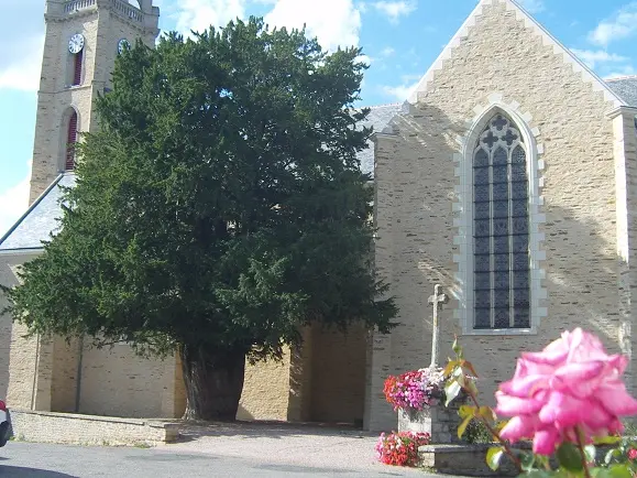 If de La Chapelle-Caro - Val d'Oust - Arbre remarquable du Morbihan