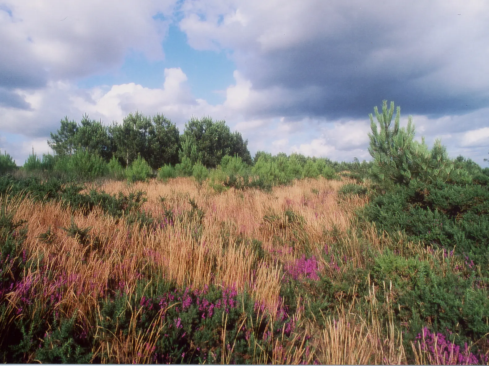 Tourbiere-de-Kerfontaine-4