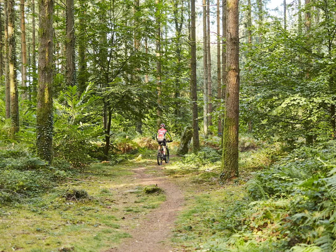 cycliste-sentier-foret-camors_1224x816