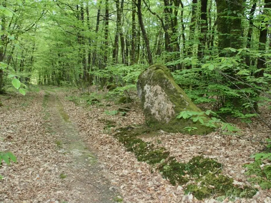 Menhir Forêt de Treulan - Colpo - Morbihan Bretagne sud