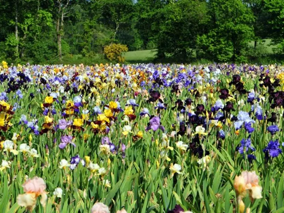 Jardin d'iris Morbihan Bretagne Sud