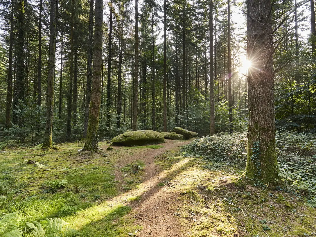 menhirs-foret-camors_1224x816