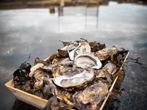 Ostréiculteur-Marion-Eude- Sarzeau-Presqu'île-de-Rhuys-Golfe-du-Morbihan-Bretagne sud