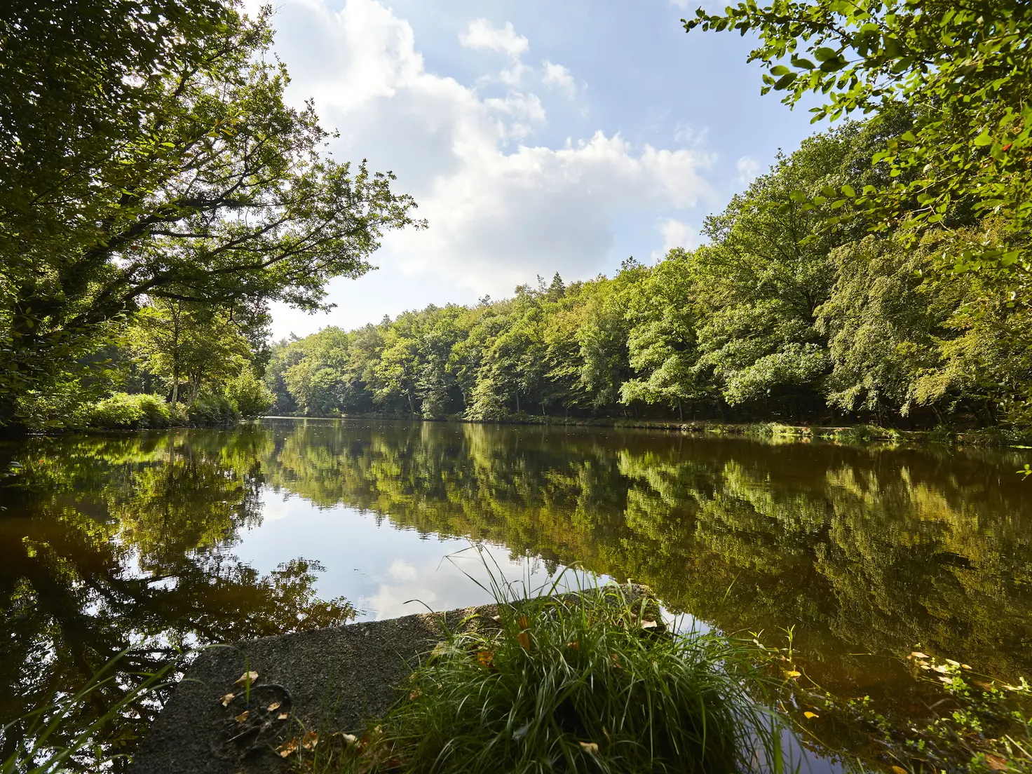 petit-bois-etang-camors_1656x1104