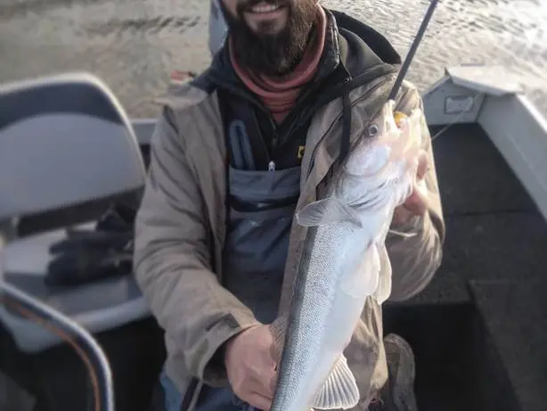 sandre pêche verticale en Vilaine romain sturque rom's rods guide de pêche