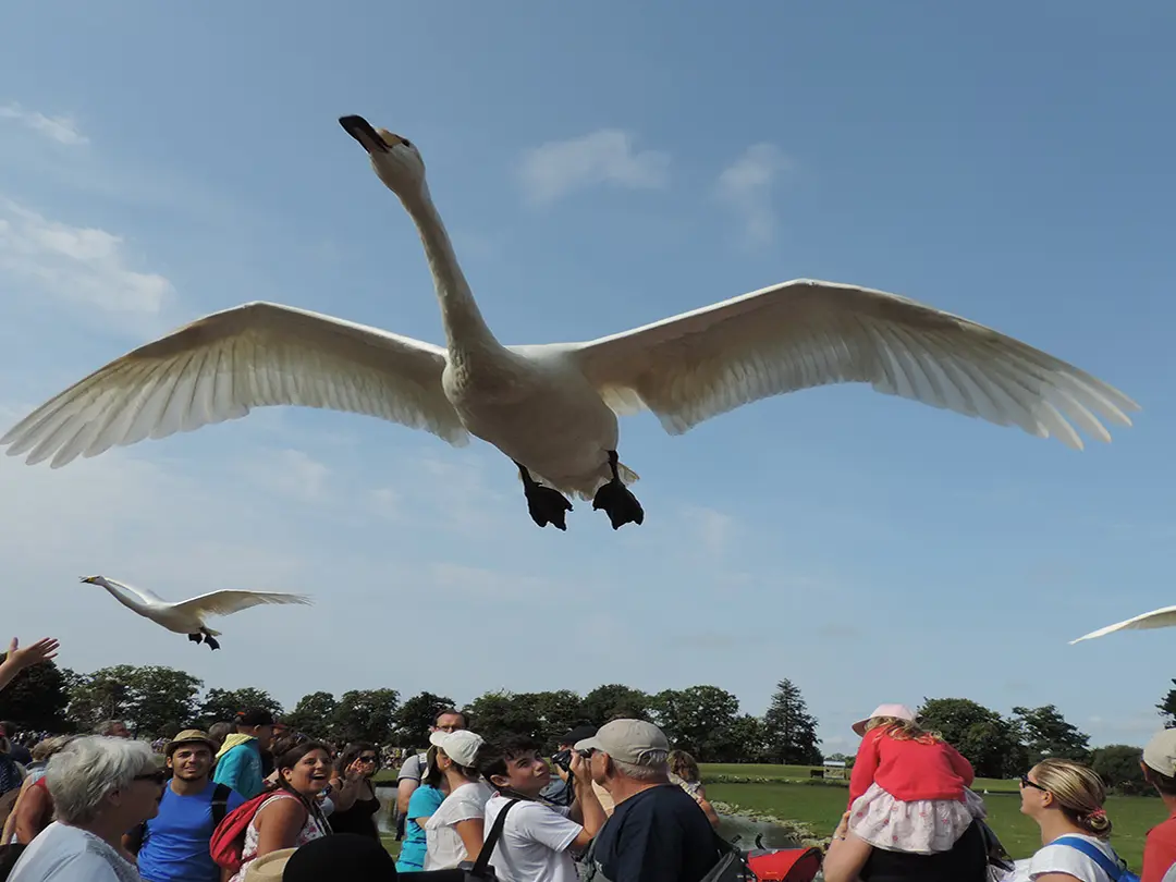 spectacle-oiseaux-C