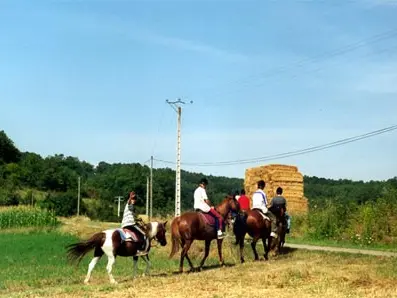 Crinière au vent