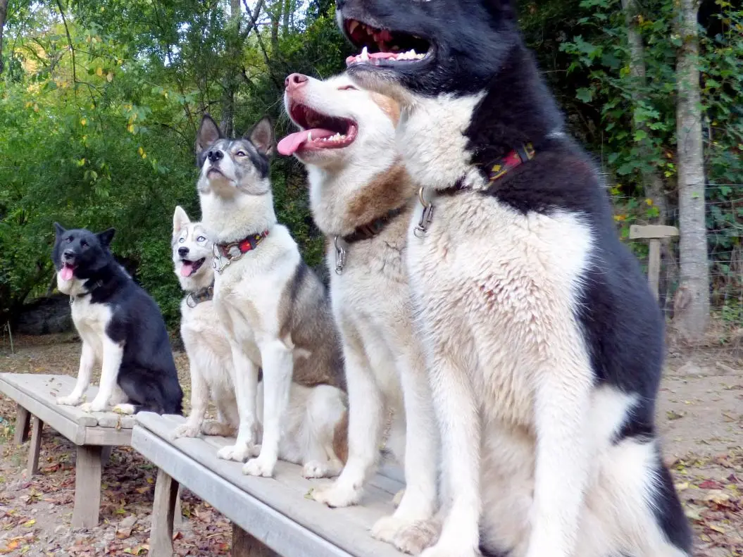Parés ou presque - Le Repaire des Huskys