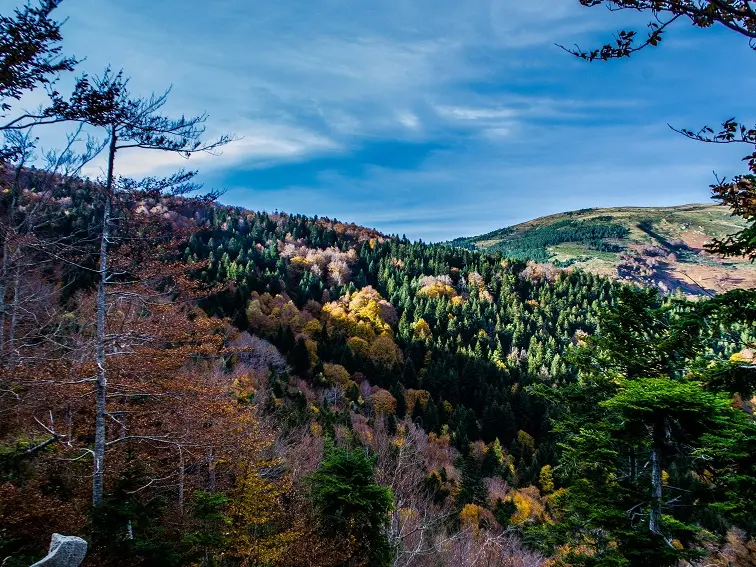 Vue automnale sur la forêt de Mosset_1