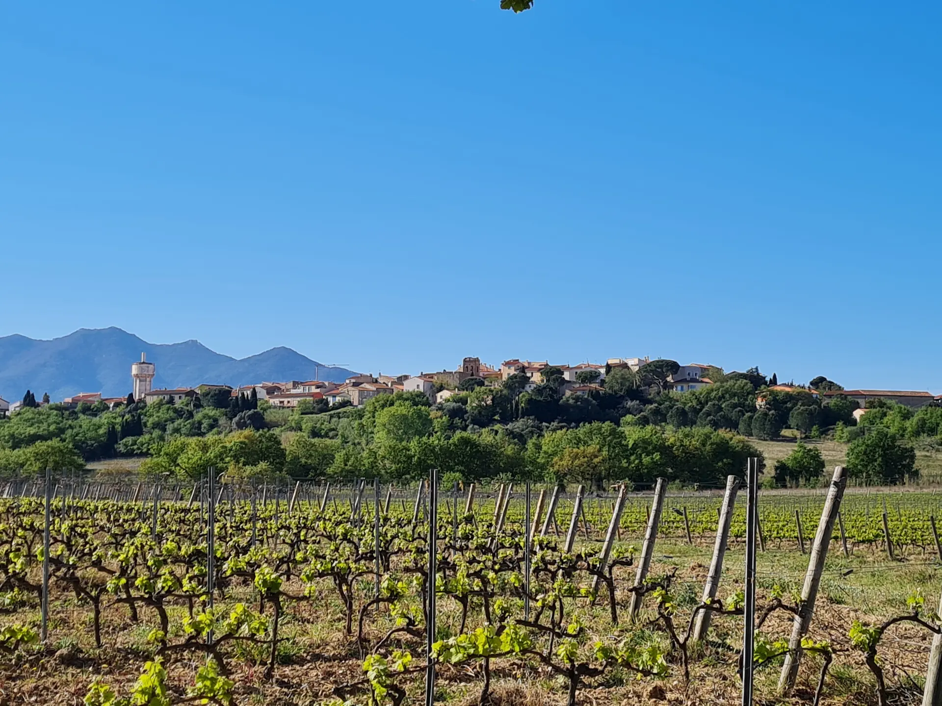 Aspres Banyuls dels Aspres