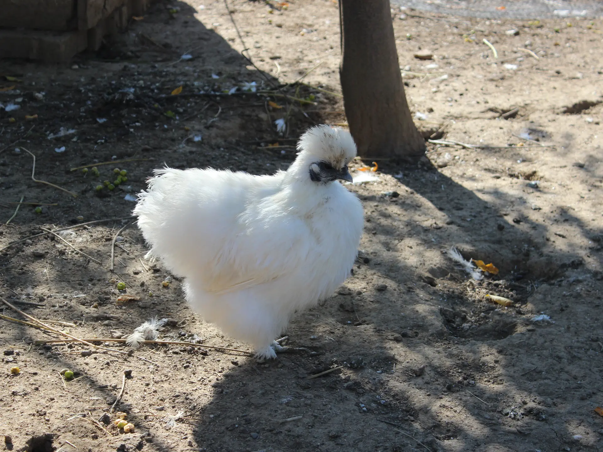 Aspres Villemolaque La Ferme Saint Roch poule blanche