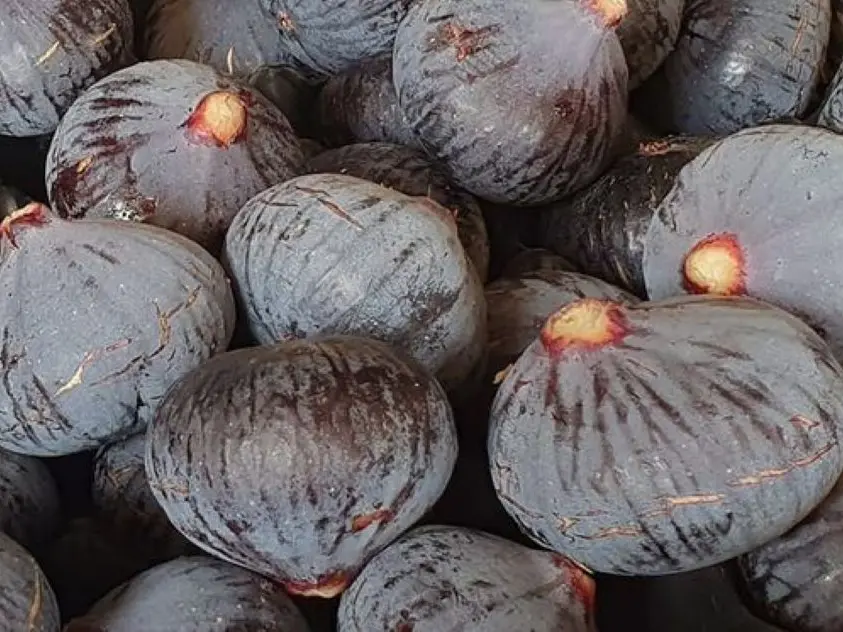 CASES DE PENE LES JARDINS DU PILO FIGUES