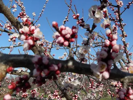 PHOTO N°1_ ABRICOTIERS 004©Commune Saint-Nazaire