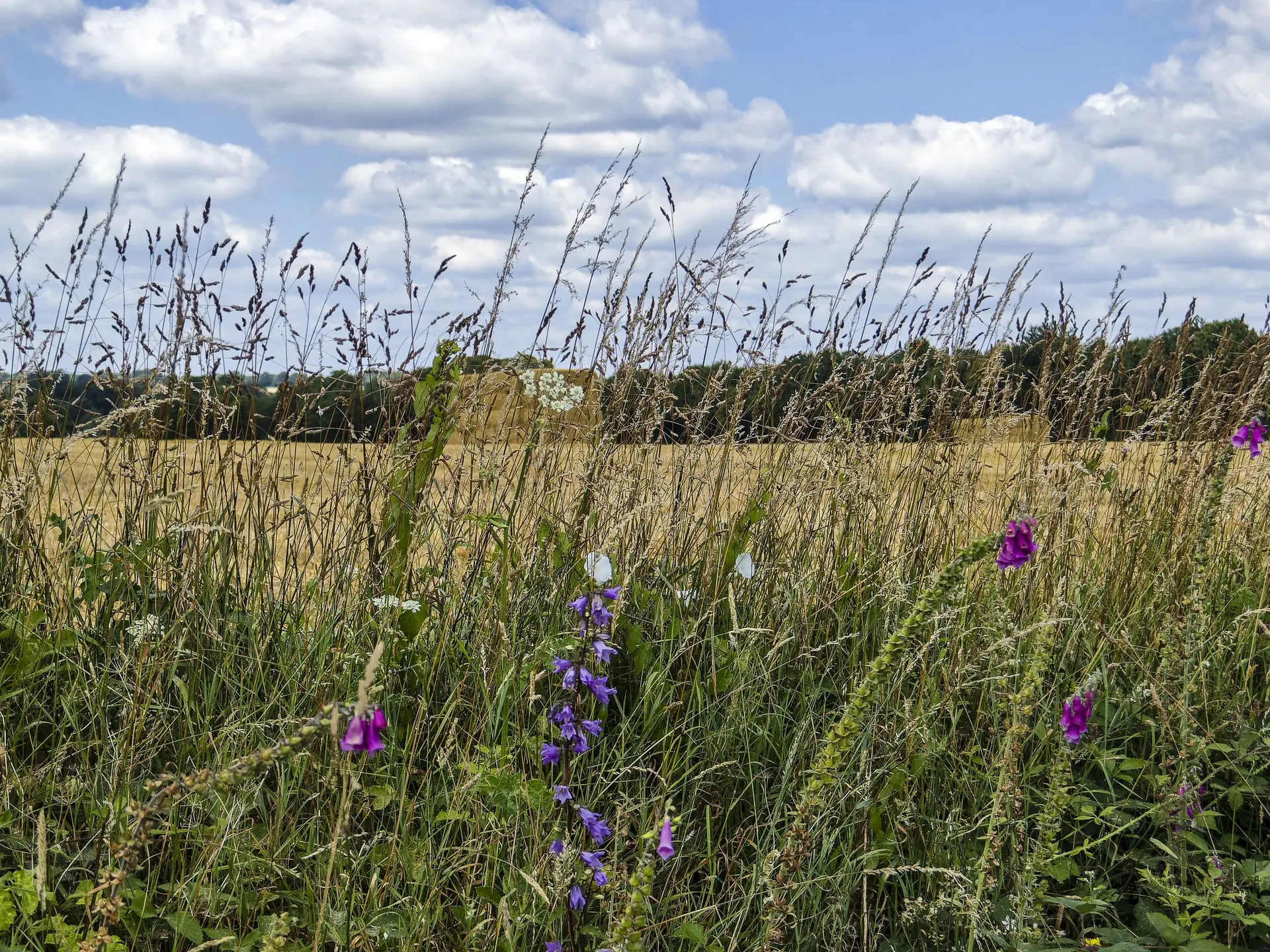 Fougerolles-du-plessis---Bocage-Mayennais-rev-JY-Guyard--15-