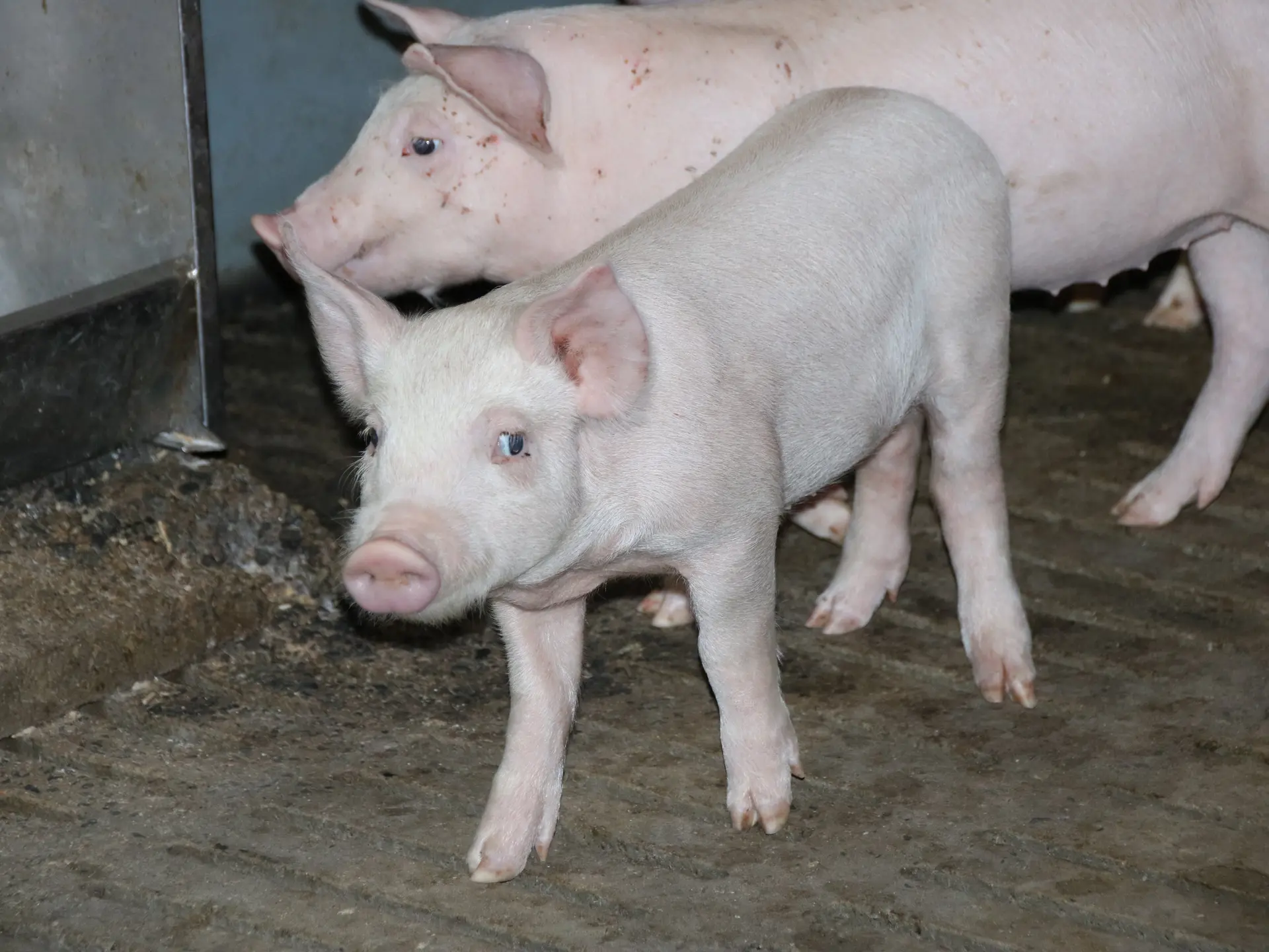 Aux saveurs d'Antan