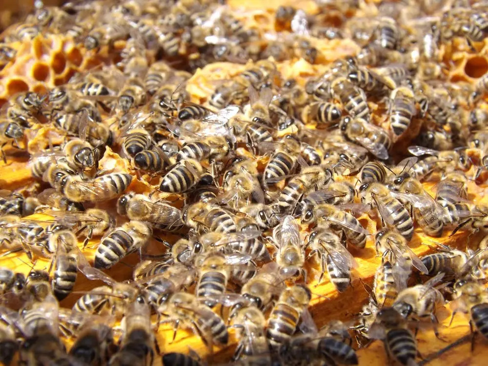 bees-beehive-beekeeping-honey-48022