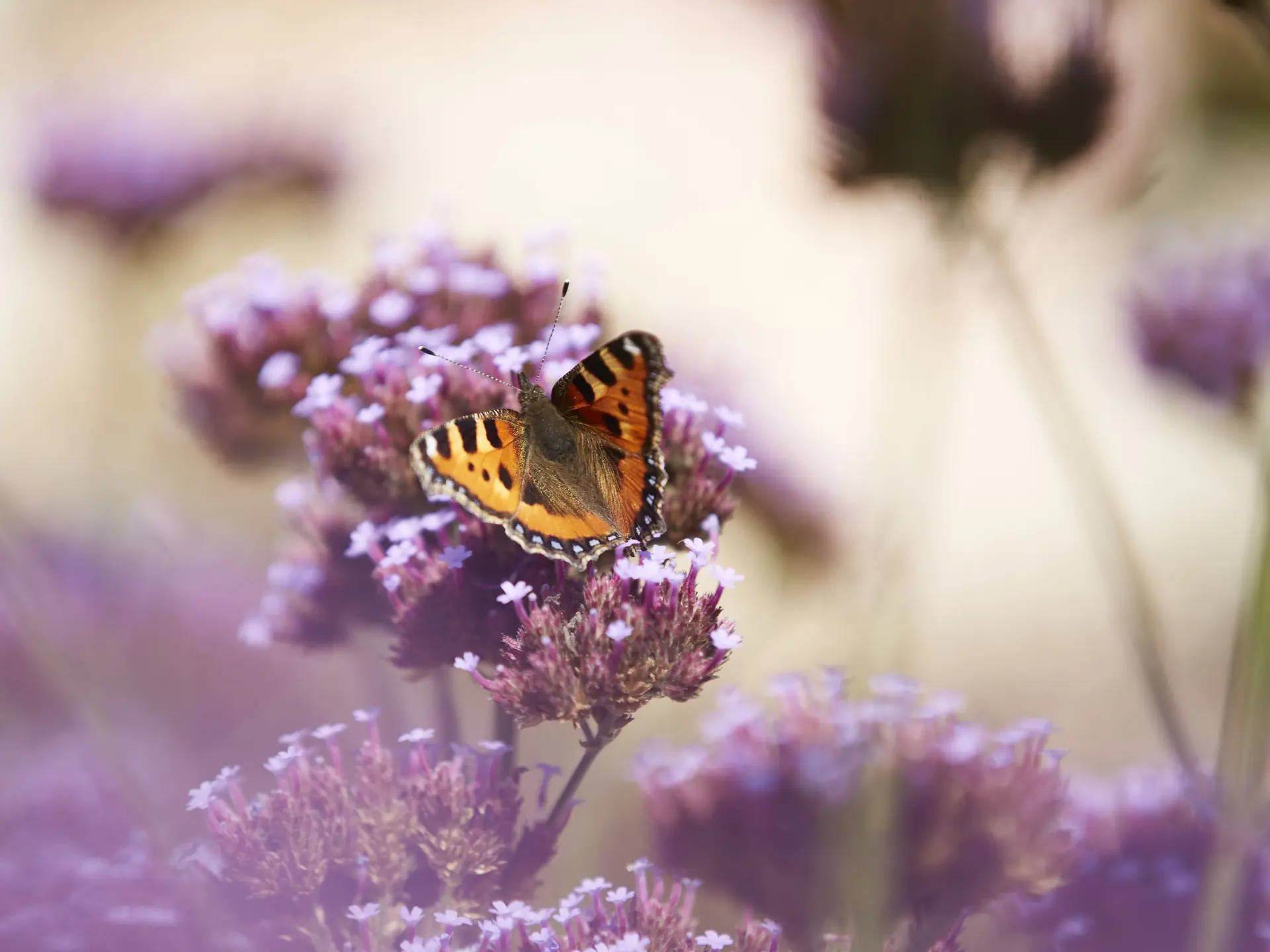 colombiers-du-plessis--renaudies-53-cp-prisma--18-