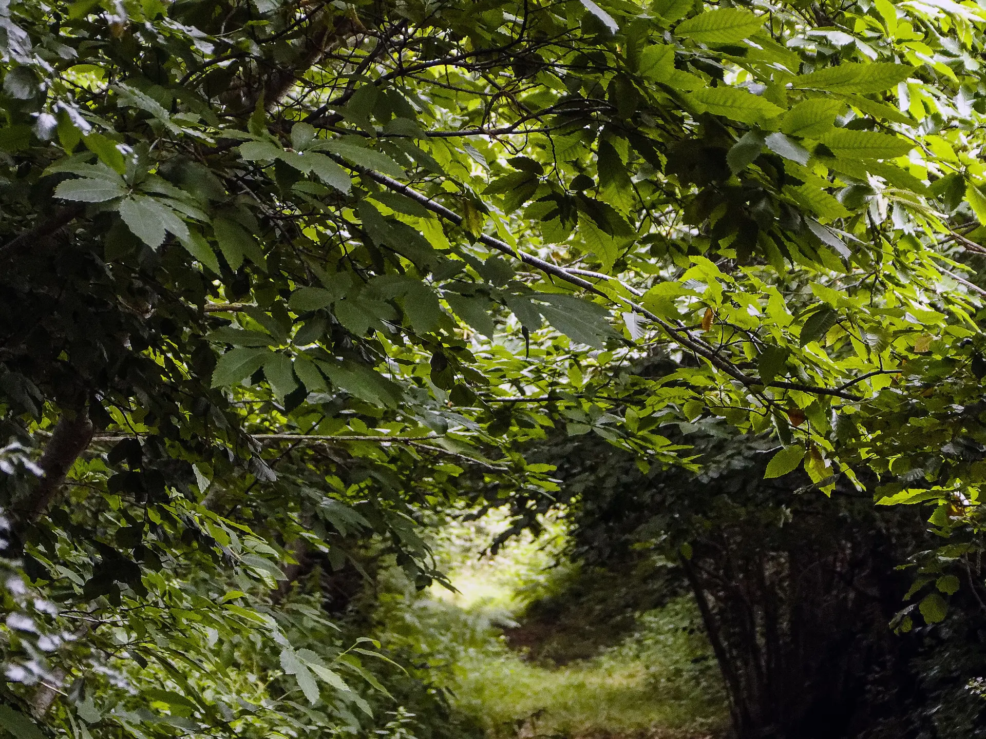 desertines-circuit-de-la-grande-haie---bocage-mayennais--2-