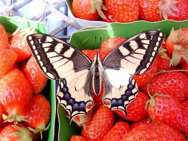 papillon-fraise