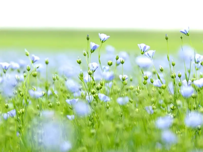 LIN-42©g-auger-2020