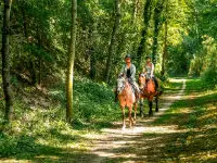 Cheval en Seine-Maritime