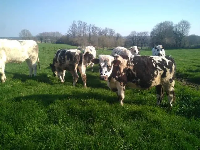 475166515_997864422362288_1436194367960525162_n