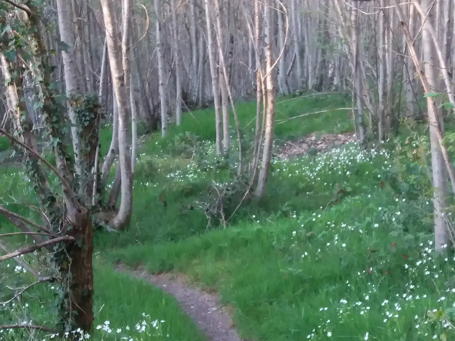 Bois des ouches